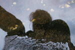 Self portrait in a rockpool